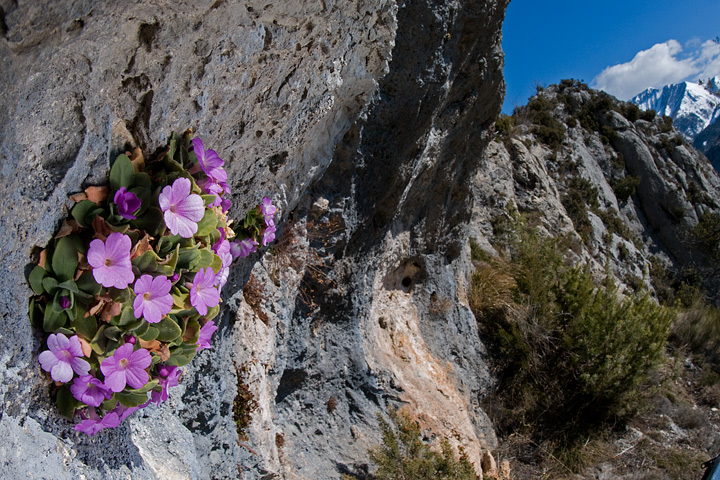 Primula allionii, di Allioni, primula rara, fiori di montagna